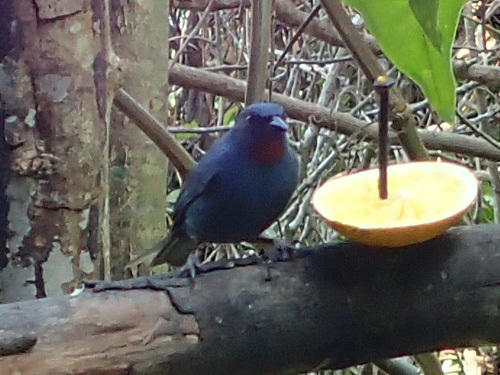Orangequit (Euneornis campestris), photo 6