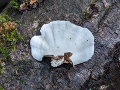 Trametes versicolor image
