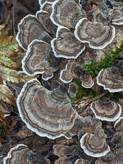 Trametes versicolor image