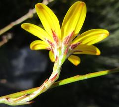 Osteospermum asperulum