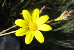 Osteospermum asperulum