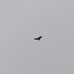 Cathartes aura image