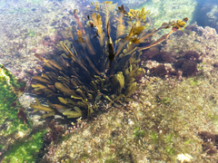 Stephanocystis