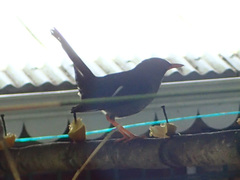 Turdus aurantius