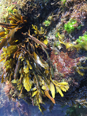 Stephanocystis