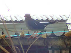 Turdus aurantius