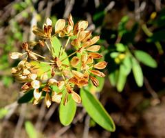 Heteromorpha arborescens arborescens