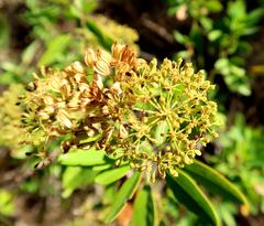 Heteromorpha arborescens arborescens