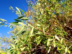 Heteromorpha arborescens arborescens