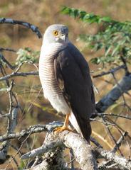 Accipiter tachiro tachiro