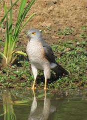 Accipiter tachiro tachiro