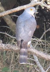 Accipiter tachiro tachiro