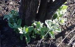 Tarchonanthus littoralis