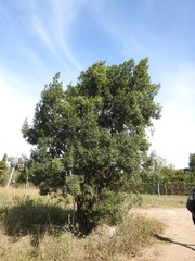 Eduardo Luis Beltrocco, CC BY, iNaturalist via GBIF Myrsine laetevirens, photograph Eduardo Luis Beltrocco, CC BY, iNaturalist via GBIF