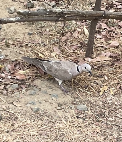 Tórtola rosigrís (Streptopelia roseogrisea)
