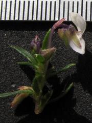 Viola decumbens scrotiformis