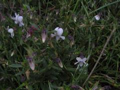 Viola decumbens scrotiformis