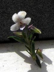 Viola decumbens scrotiformis