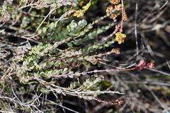 Stylapterus fruticulosus