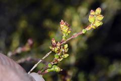 Stylapterus fruticulosus