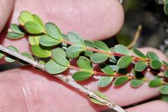 Stylapterus fruticulosus