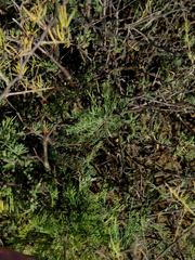 Asparagus burchellii