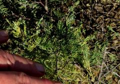 Asparagus burchellii