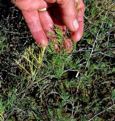 Asparagus burchellii