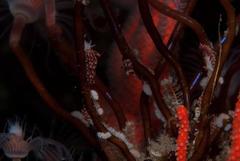 Tubulariidae
