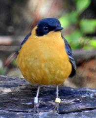 Cossypha dichroa dichroa