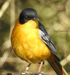 Cossypha dichroa dichroa