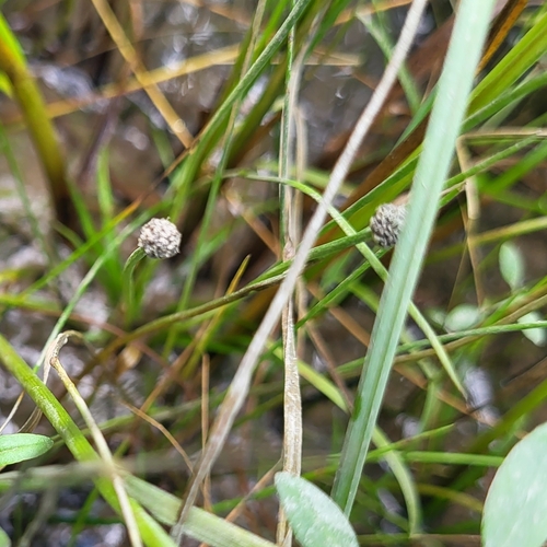 Estuary pipewort (Eriocaulon parkeri)