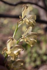 Gladiolus recurvus