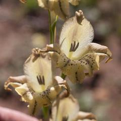 Gladiolus recurvus