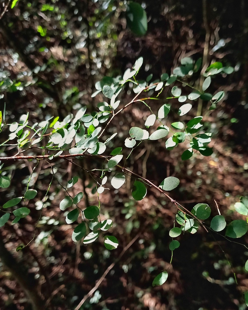 Meineckia neogranatensis