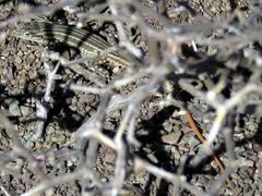 Pedioplanis burchelli