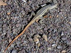 Pedioplanis burchelli