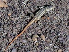 Pedioplanis burchelli