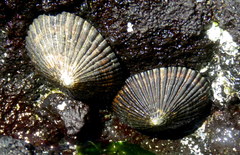 Cellana