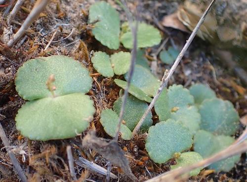 Crassula umbella
