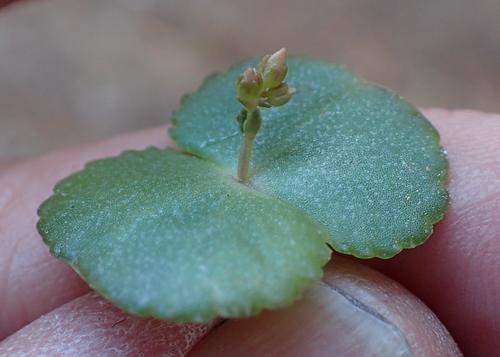 Crassula umbella