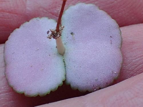 Crassula umbella
