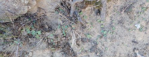 Crassula umbella