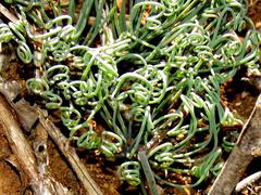 Albuca spiralis