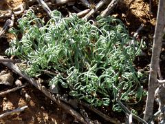Albuca spiralis