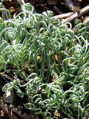 Albuca spiralis