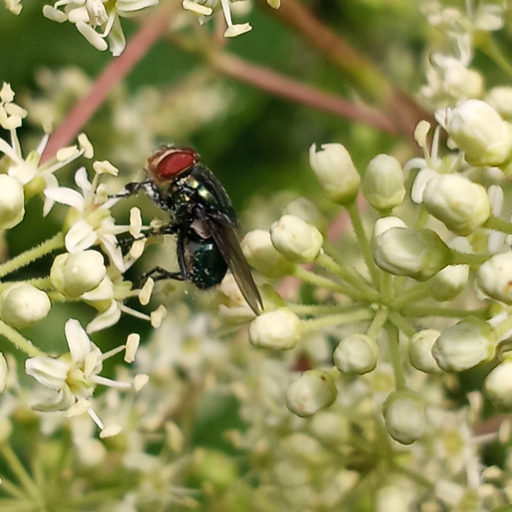 Secondary Screwworm Fly from Caroline County, MD, USA on August 16 ...