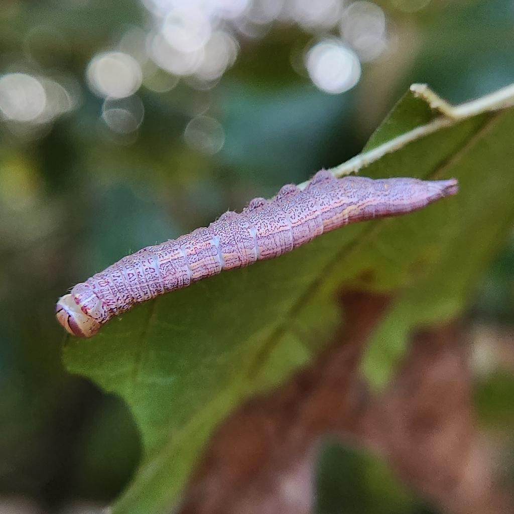 Saddled Prominent (Cecrita guttivitta)