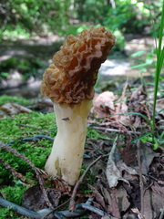 Morchellaceae