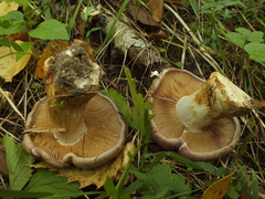 Phlegmacium balteatocumatile